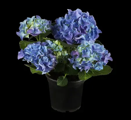 Hydrangea m. 'R.F. Felton' - 2 Ltr pot - image 2