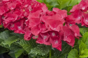 Hydrangea m. 'Red Angel'? - 5 Ltr pot - image 3