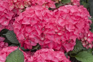 Hydrangea m. 'Red Angel'? - 2 Ltr pot - image 1
