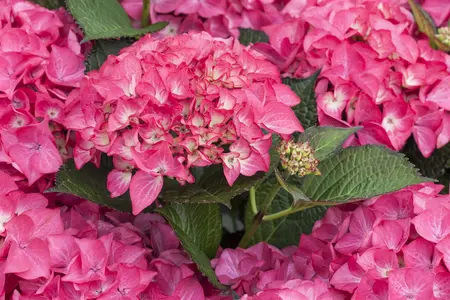 Hydrangea m. 'Red Angel'? - 2 Ltr pot - image 2