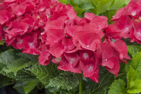 Hydrangea m. 'Red Angel'? - 2 Ltr pot - image 3
