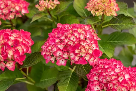 Hydrangea m. 'Red Angel'? - 2 Ltr pot - image 5