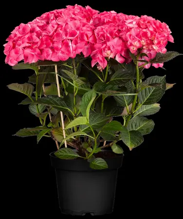 Hydrangea m. 'Red Angel'?purple - 2 Ltr pot - image 4