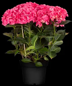 Hydrangea m. 'Red Angel'?purple - 2 Ltr pot - image 4