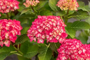 Hydrangea m. 'Red Angel'?purple - 5 Ltr pot - image 5