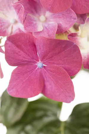 Hydrangea m. 'Red Ball' - 3 Ltr pot - image 2