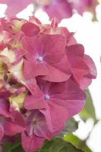 Hydrangea m. 'Red Ball' - 3 Ltr pot - image 3
