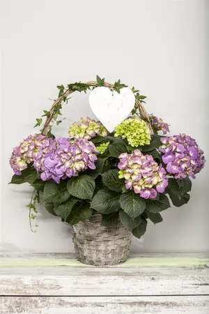 Hydrangea m. 'Red Ball' - 3 Ltr pot - image 5
