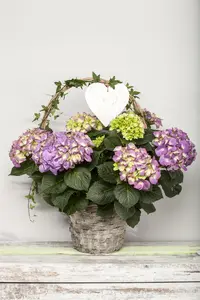 Hydrangea m. 'Red Ball' - 3 Ltr pot - image 5