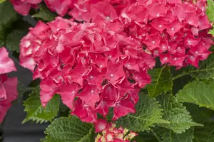 Hydrangea m. 'Red Beauty'?