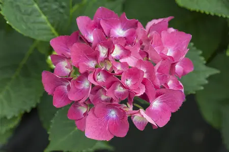 Hydrangea m. 'Red Beauty'? - 2 Ltr pot - image 2