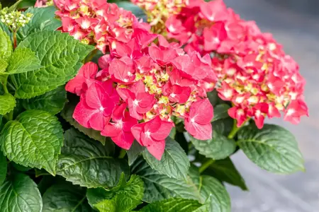 Hydrangea m. 'Red Reggae'? - 2 Ltr pot - image 3
