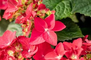 Hydrangea m. 'Red Reggae'? - 2 Ltr pot - image 5