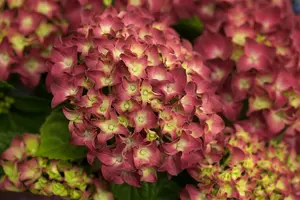 Hydrangea m. 'Red Reggae'?