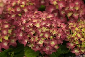 Hydrangea m. 'Red Reggae'? - 5 Ltr pot - image 2