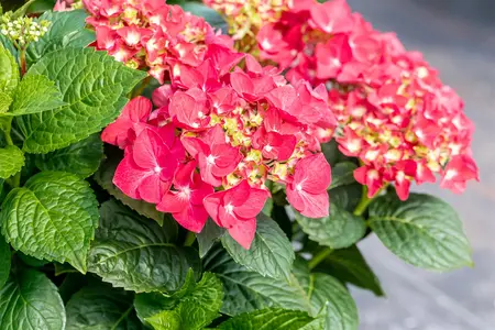 Hydrangea m. 'Red Reggae'? - 5 Ltr pot - image 3