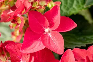 Hydrangea m. 'Red Reggae'? - 5 Ltr pot - image 4