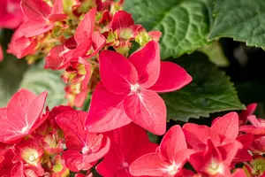 Hydrangea m. 'Red Reggae'? - 5 Ltr pot - image 5