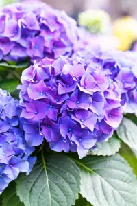 Hydrangea m. 'Renate Steiniger' - 2 Ltr pot - image 2