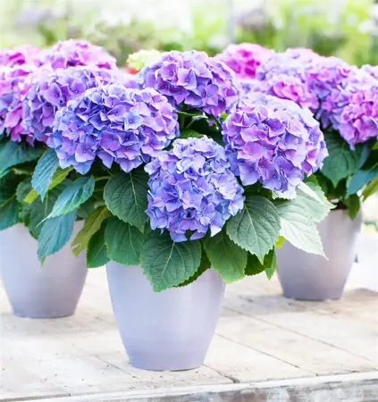 Hydrangea m. 'Renate Steiniger' - 2 Ltr pot - image 4