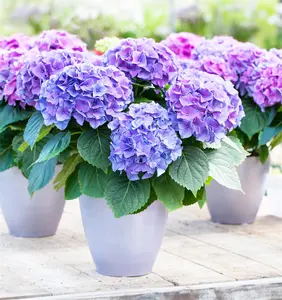 Hydrangea m. 'Renate Steiniger' - 10 Ltr pot - image 4