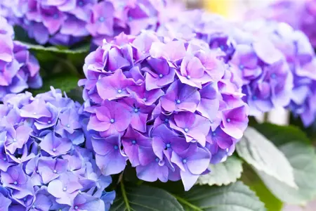 Hydrangea m. 'Renate Steiniger' - 2 Ltr pot - image 1