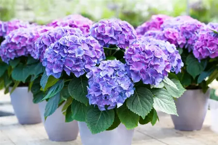Hydrangea m. 'Renate Steiniger' - 2 Ltr pot - image 3