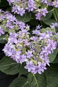 Hydrangea m. 'Romance'? blue/violet - 2 Ltr pot - image 3