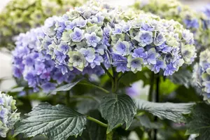 Hydrangea m. 'Romance'? blue/violet