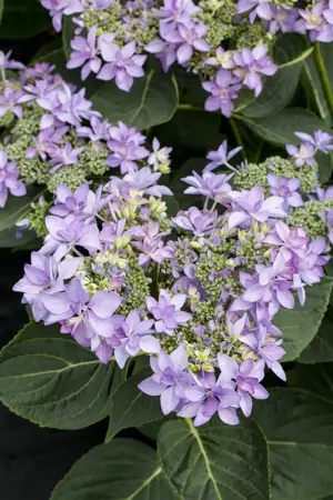 Hydrangea m. 'Romance'? pink - 5 Ltr pot - image 3