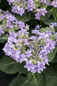Hydrangea m. 'Romance'? pink - 5 Ltr pot - image 3