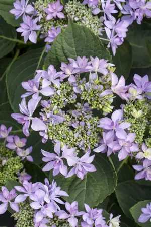 Hydrangea m. 'Romance'? pink - 5 Ltr pot - image 4