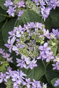 Hydrangea m. 'Romance'? pink - 5 Ltr pot - image 4