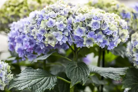 Hydrangea m. 'Romance'? pink - 5 Ltr pot - image 1