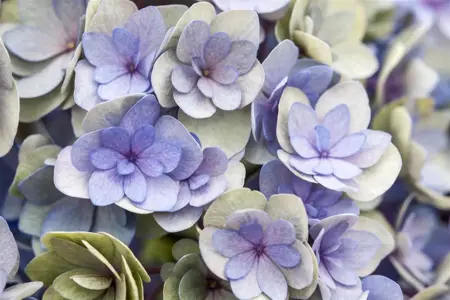 Hydrangea m. 'Romance'? pink - 5 Ltr pot - image 2