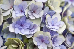 Hydrangea m. 'Romance'? pink - 5 Ltr pot - image 2