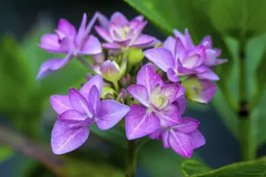 Hydrangea m. 'Romance'? pink - 5 Ltr pot - image 5