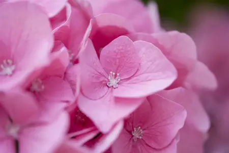 Hydrangea m. 'Rosita' - 2 Ltr pot - image 1