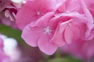 Hydrangea m. 'Rosita' - 2 Ltr pot - image 2
