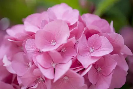 Hydrangea m. 'Rosita' - 2 Ltr pot - image 4