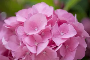 Hydrangea m. 'Rosita' - 2 Ltr pot - image 4