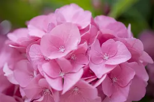 Hydrangea m. 'Rosita' - 40-50 CM C7.5 - image 4