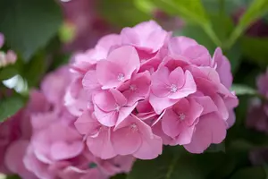 Hydrangea m. 'Rosita' - 3 Ltr pot - image 3