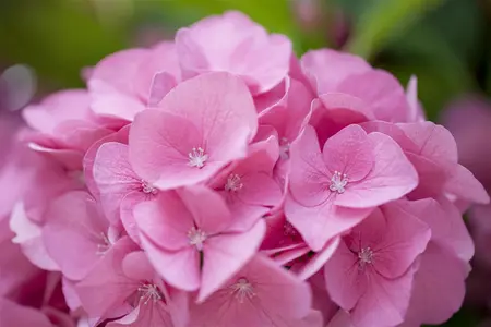 Hydrangea m. 'Rosita' - 60-80 CM C20 - image 4