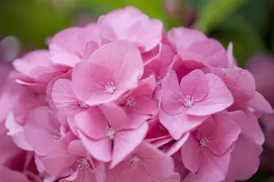 Hydrangea m. 'Rosita' - 60-80 CM C20 - image 4