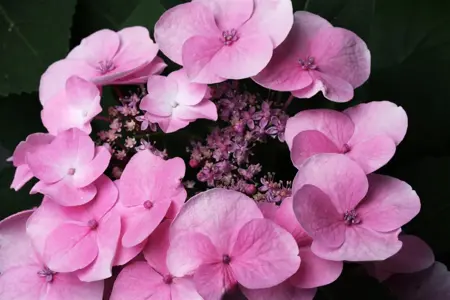 Hydrangea m. 'Rotkehlchen' - 2 Ltr pot