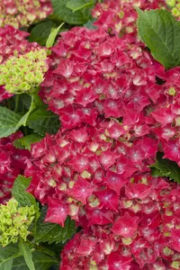 Hydrangea m. 'Royal Red'