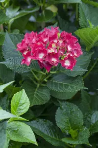 Hydrangea m. 'Royal Red' - 5 Ltr pot - image 4