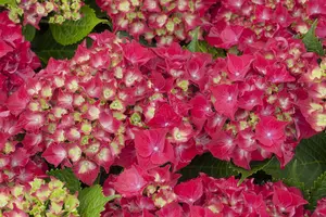 Hydrangea m. 'Royal Red' - 5 Ltr pot - image 2