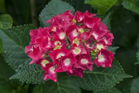 Hydrangea m. 'Royal Red' - 5 Ltr pot - image 3